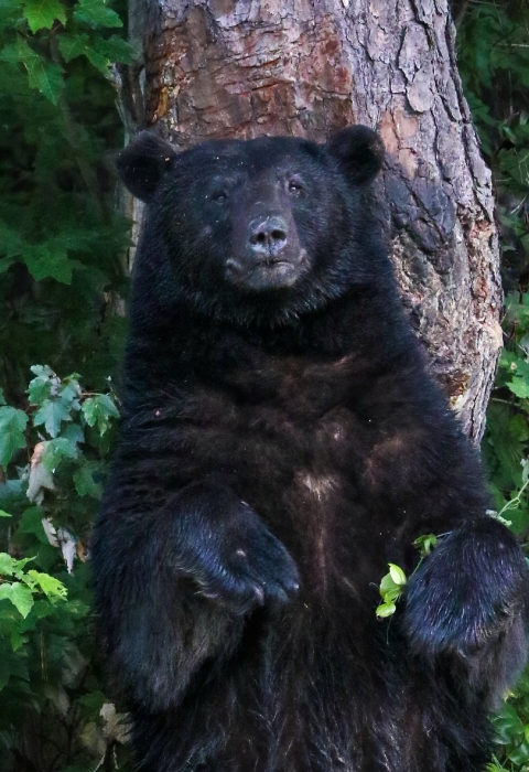 Large blaack bear with its back against a pine tree surrounded by green forest
