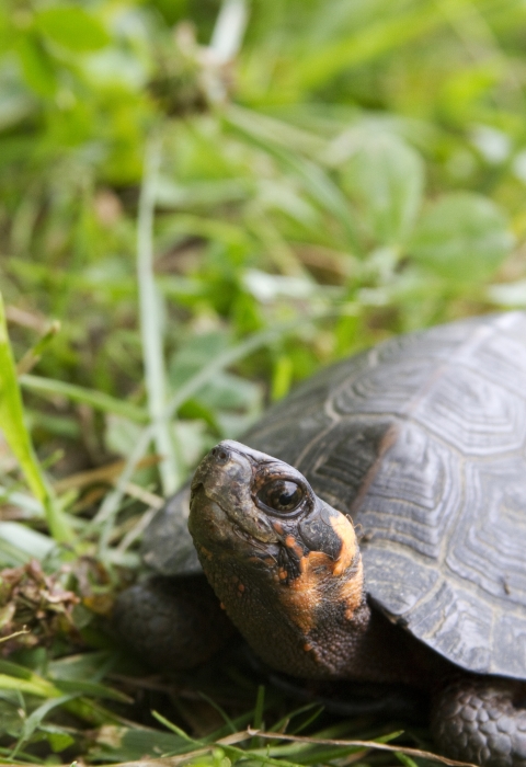 A small black turtle white bright orange markings on it's neck walking in grass