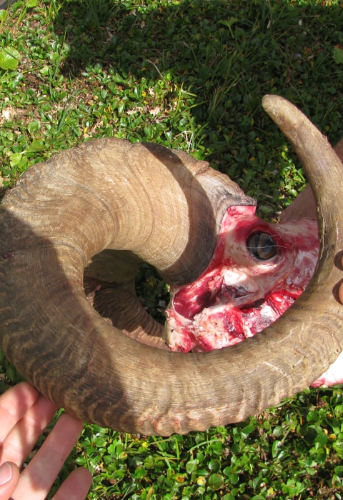 Two hands holding a Dall sheep rams that was taken on illegal hunts.