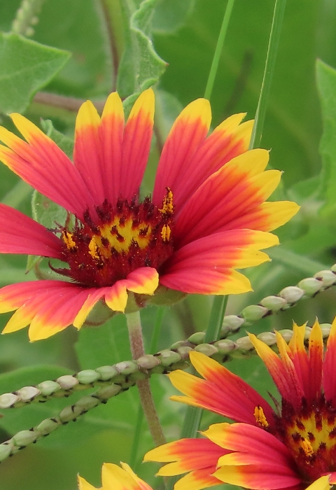 Bright yellow edged and orange flowers