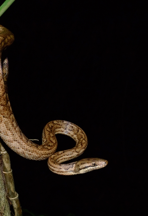 a snake coiled around a tree