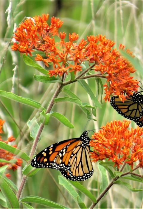Two monarch butterflies on butterfly weed