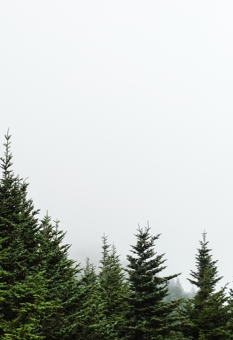 Several conifer trees with a foggy background