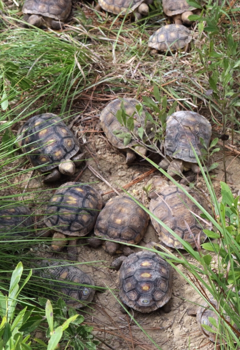 12 small gopher tortoises are in sandy area with sparse vegetation. There is a burrow opening nearby.