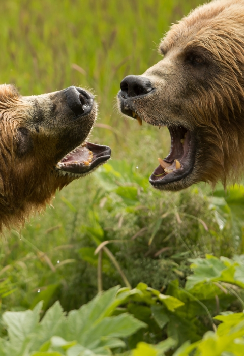 Two large Kodiak Brown Bears bearing their teeth at each other on a grassy hill in Kodiak, Alaska.