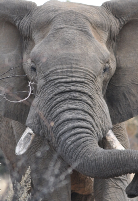 closeup view face to face with an adult African elephant showing one broken off tusk.