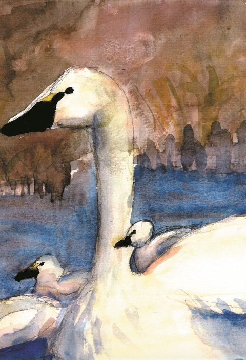 Artwork of tundra swans by Ann Wilmsen