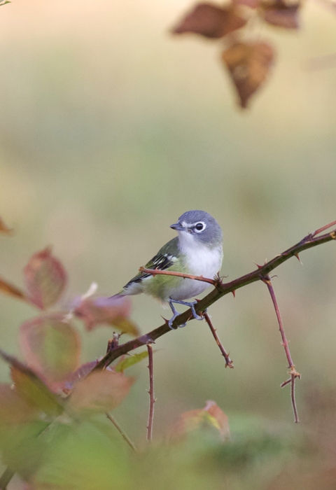 Image of blue headed vireo on branch