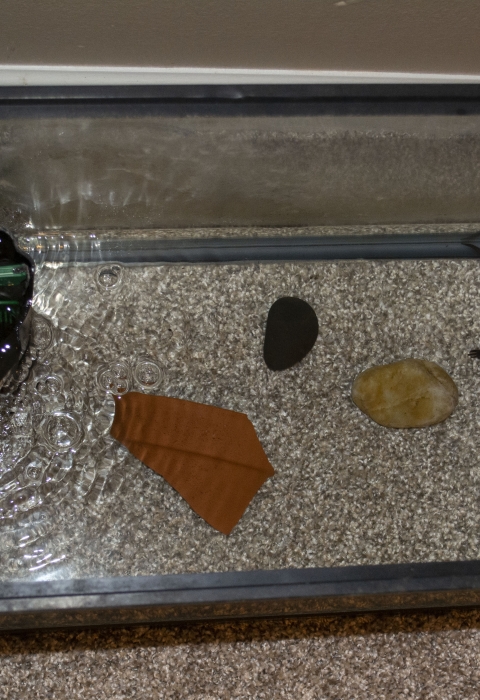 Chinese giant salamander in fish tank