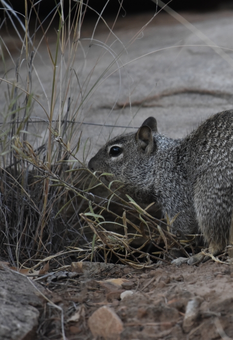 a bark gray squirrel forages
