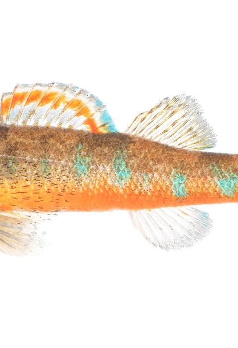 Small bodied fish with a blunt snout, rounded fins, three saddles, and a bright blue and red pattern along the sides of its body.