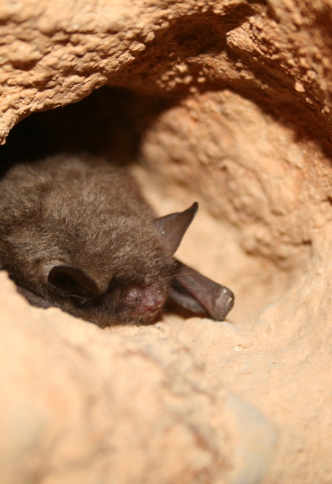 A single Indiana bat rests on a ledge in a cave, wings folded at its sides