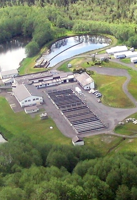 Aerial view of hatchery buildings adjacent to water and surrounded by trees.