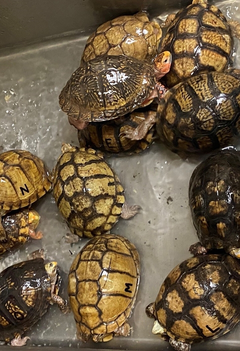 Mexican box turtles being watered in a metal sink. 