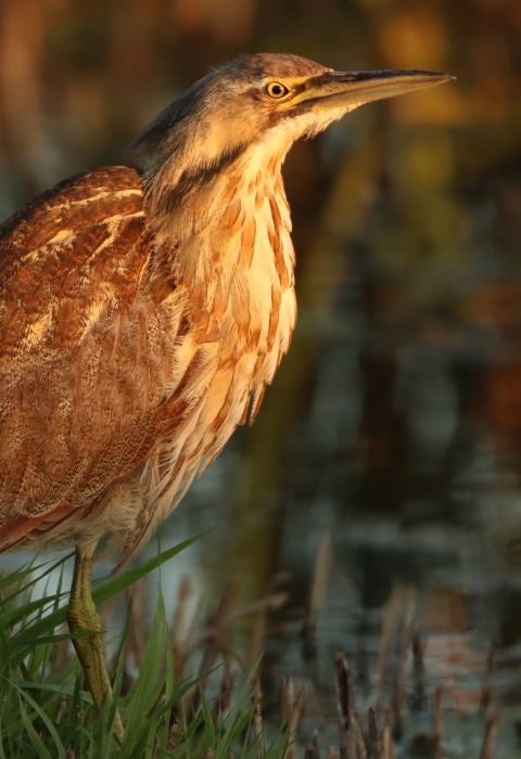 A brown and white patterned wading bird standing in grass on the edge of a wetland