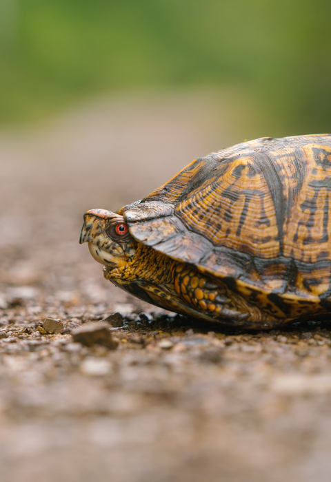 a turtle with its legs tucked inside crossing a trail