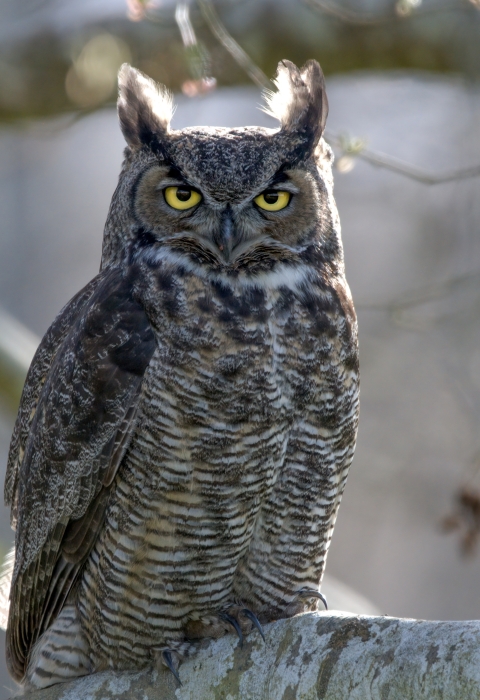 A large brown patterned owl with feathers like horns above each yellow eye, standing on a large tree branch
