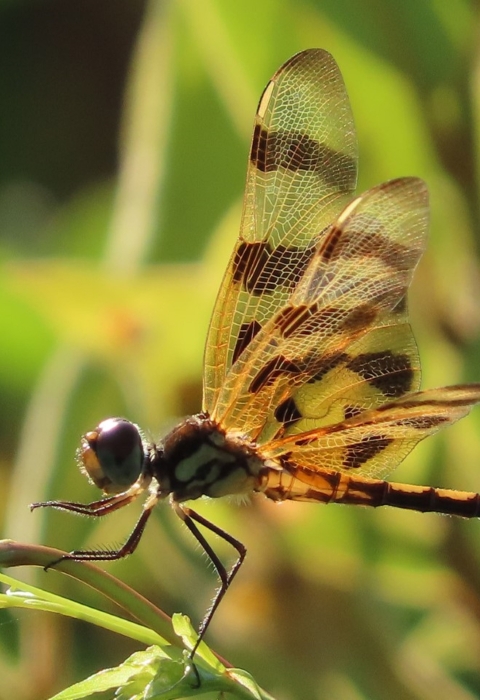 Brown striped yellow & brown dragonfly resting on a green plant