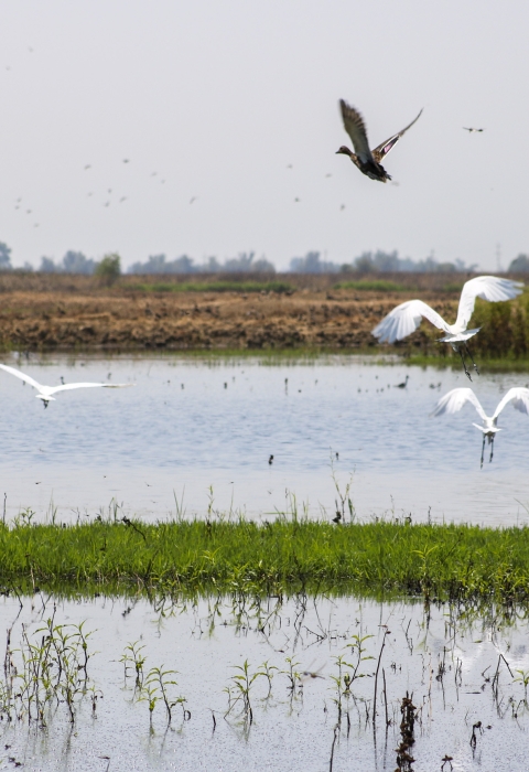 Four white egrets and a duck take flight over a flooded rice field.