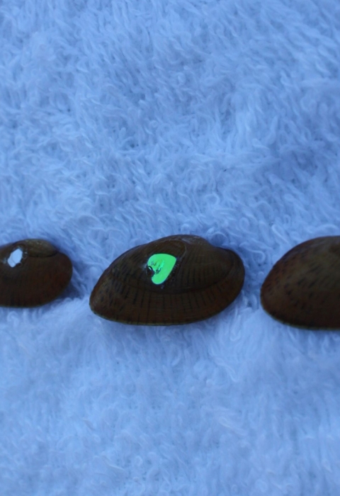 5 freshwater mussels lined on a cloth with glitter tags on each of their shells.