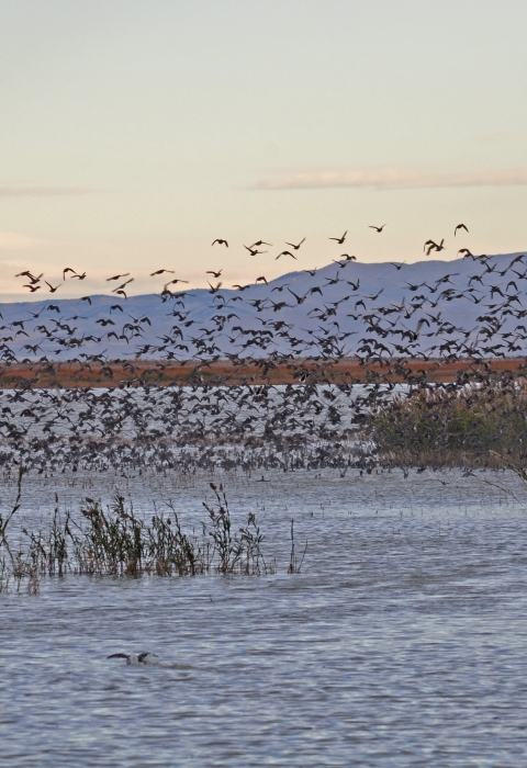 Ducks lifting off a wetlands with mountains in the background