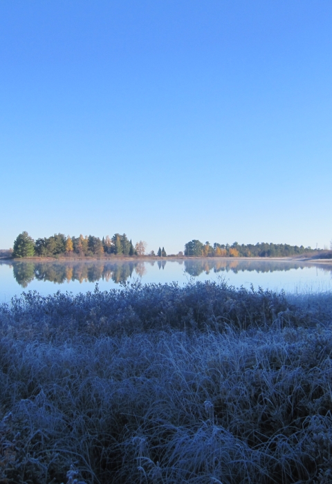 Frosty grass along a wetland