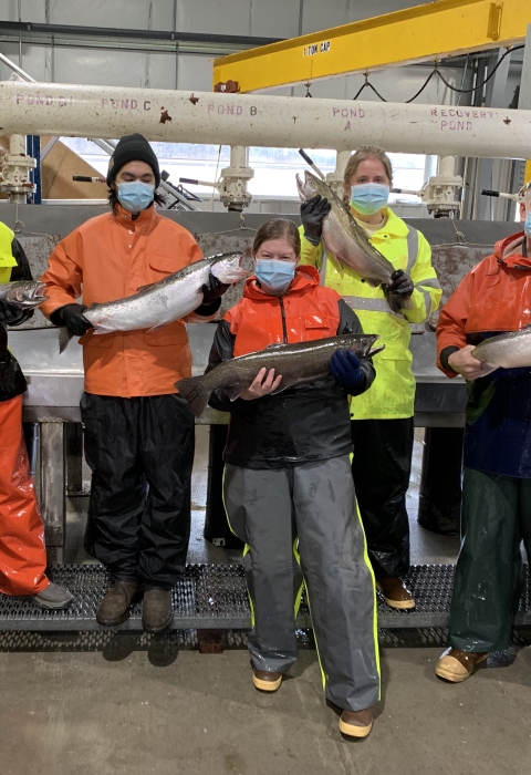Makah National Fish Hatchery Staff, including Thomas Johnson, holding steelhead 