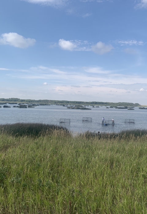 five swim in traps are set to catch ducks in a wetland surrounded by prairie grasses