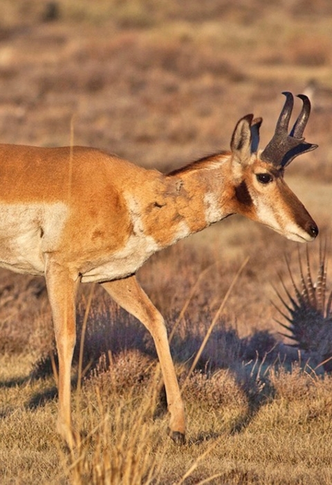 pronghorn antelope walking alongside sage grouse.