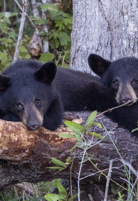 Two black bear cubs crouch on a downed tree