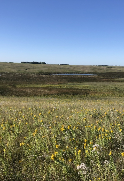 Goldenrod in bloom at Martin J. Baker Waterfowl Production Area