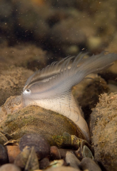 Plain pocketbook mussel displaying lure, fish mimic with eye spot. Location, Potomac River.