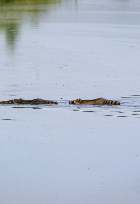 A straight line of 5 raccoons swimming across a calm canal