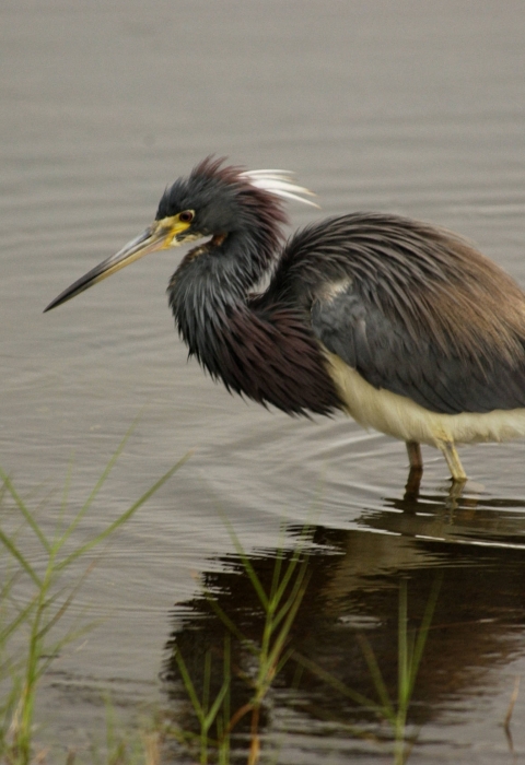 Tricolored heron