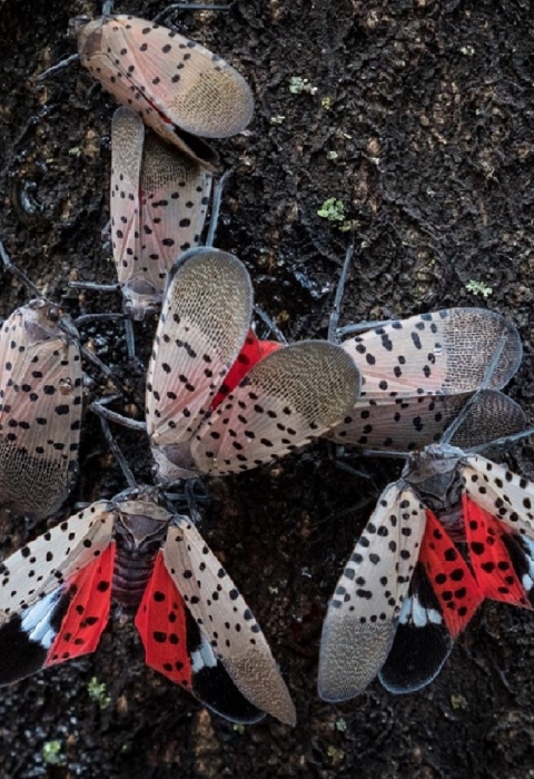lantern fly swarm a tree