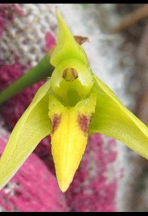 A green plant shoots out behind a pink and white base. 