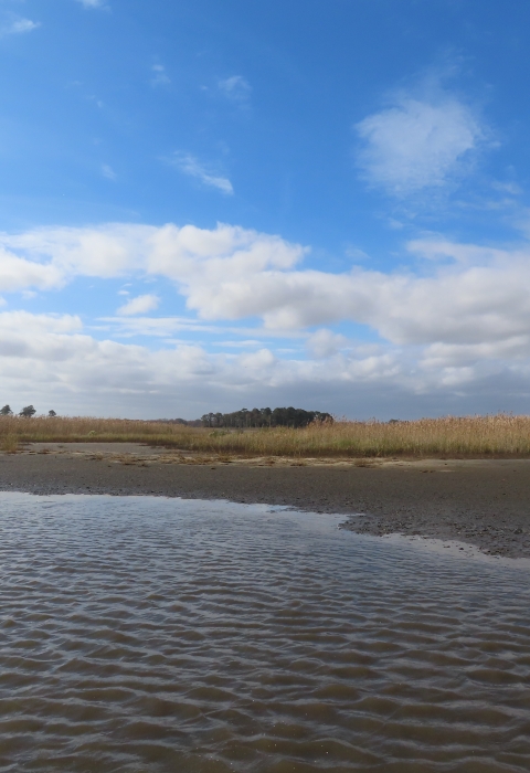 a clear day salt marsh coastline from the view of the water