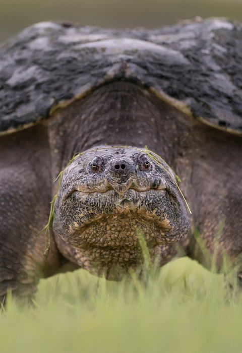 Close-up of a turtle looking at the camera while standing on green grass.