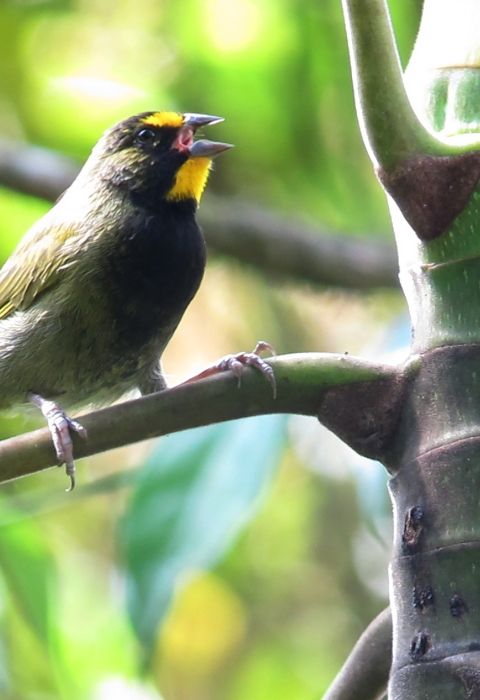 A yellow-faced grassquits on a tree branch