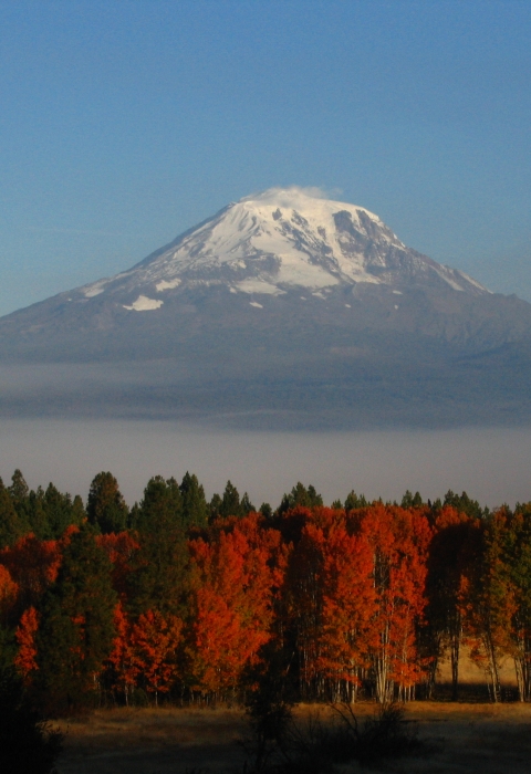A grove of orange and red trees with a snow-capped mountain behind them.