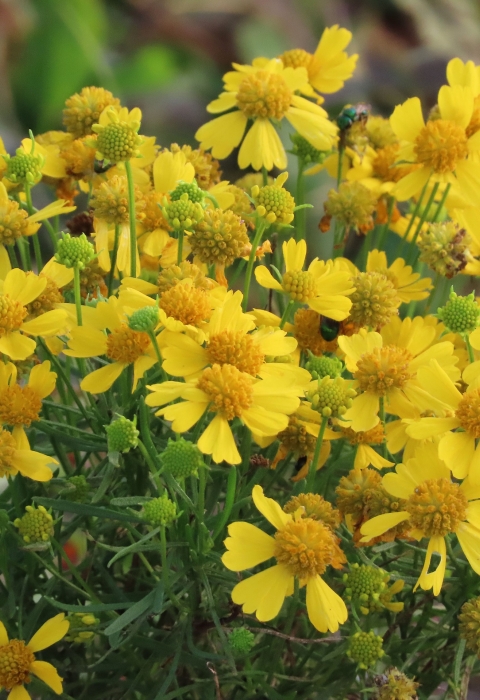 Bright yellow flowers on green stems