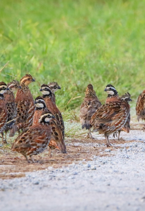 15 brown, black and white birds on the ground