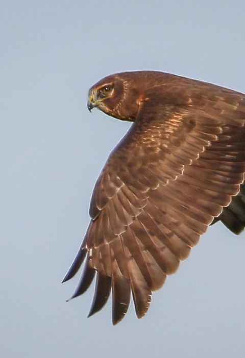 Brown bird in flight