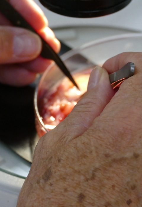 Scientist holds tweezers to look for tapeworms in fish intestines