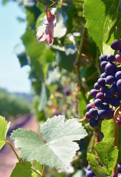 close up of a bunch of purple wine grapes in a vineyard