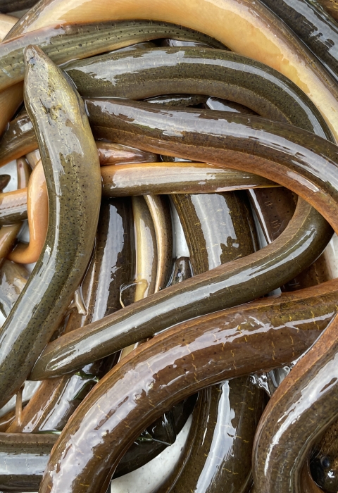 Non-native Swamp eels (Monopterus albus) collected during the Fall 2022 Fish Slam, Miami Florida