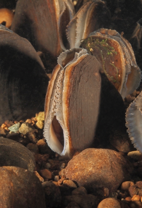 close=up view of live mussels in gravel