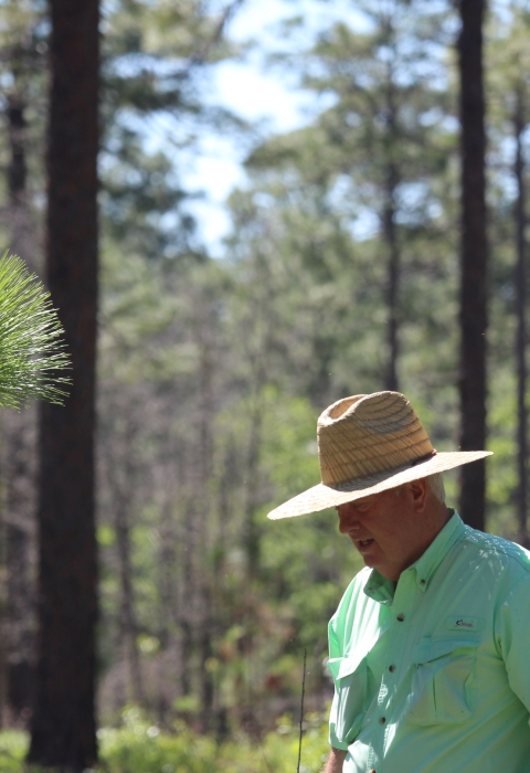 A man in a light green shirt and a straw hat walking in a stand of longleaf pine trees