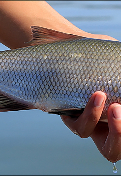 a person holds a silver freshwater fish called a clear lake hitch. The fish is about a 12 inches.