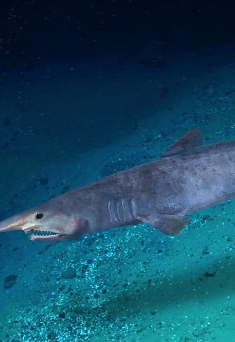 long shark in dark water with a pointy snout